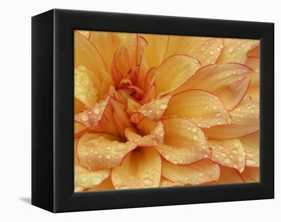 Dahlia Flower with Petals Radiating Outward, Sammamish, Washington, USA-Darrell Gulin-Framed Premier Image Canvas