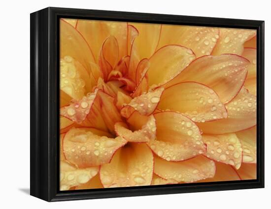 Dahlia Flower with Petals Radiating Outward, Sammamish, Washington, USA-Darrell Gulin-Framed Premier Image Canvas