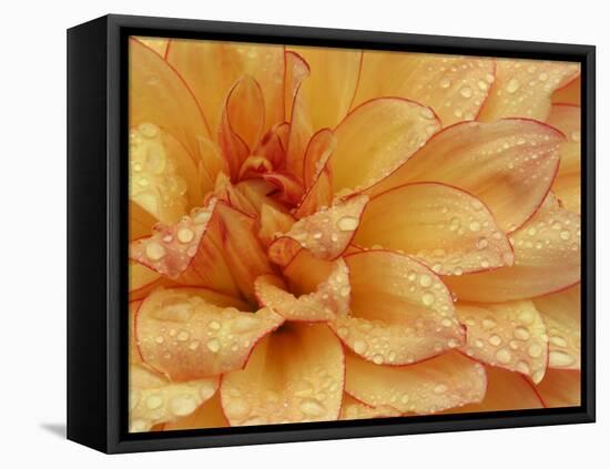 Dahlia Flower with Petals Radiating Outward, Sammamish, Washington, USA-Darrell Gulin-Framed Premier Image Canvas