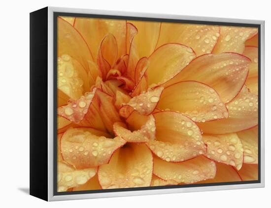 Dahlia Flower with Petals Radiating Outward, Sammamish, Washington, USA-Darrell Gulin-Framed Premier Image Canvas