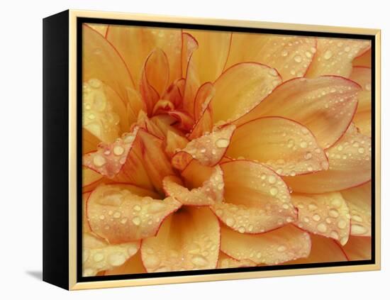 Dahlia Flower with Petals Radiating Outward, Sammamish, Washington, USA-Darrell Gulin-Framed Premier Image Canvas