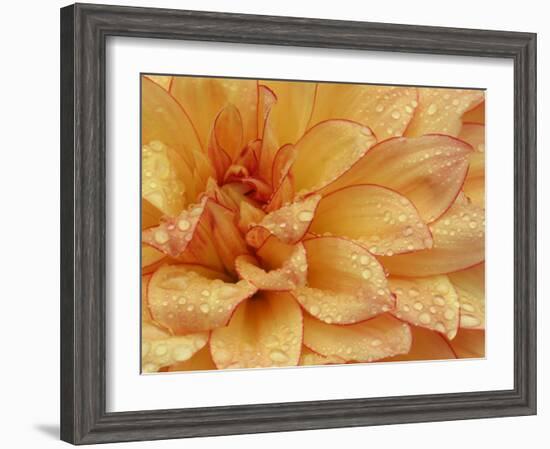 Dahlia Flower with Petals Radiating Outward, Sammamish, Washington, USA-Darrell Gulin-Framed Photographic Print