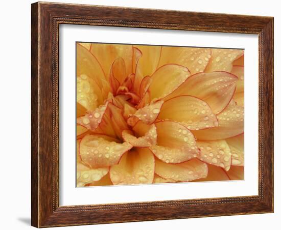 Dahlia Flower with Petals Radiating Outward, Sammamish, Washington, USA-Darrell Gulin-Framed Photographic Print