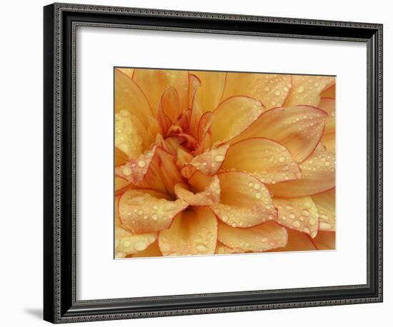 Dahlia Flower with Petals Radiating Outward, Sammamish, Washington, USA-Darrell Gulin-Framed Photographic Print