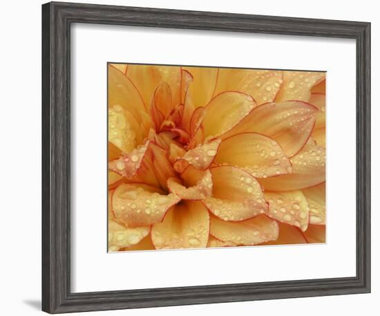 Dahlia Flower with Petals Radiating Outward, Sammamish, Washington, USA-Darrell Gulin-Framed Photographic Print