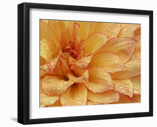 Dahlia Flower with Petals Radiating Outward, Sammamish, Washington, USA-Darrell Gulin-Framed Photographic Print