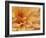 Dahlia Flower with Petals Radiating Outward, Sammamish, Washington, USA-Darrell Gulin-Framed Photographic Print