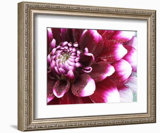 Dahlia Flower with Petals Radiating Outward, Sammamish, Washington, USA-Darrell Gulin-Framed Photographic Print