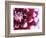 Dahlia Flower with Petals Radiating Outward, Sammamish, Washington, USA-Darrell Gulin-Framed Photographic Print