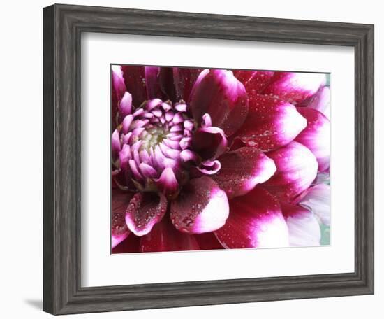 Dahlia Flower with Petals Radiating Outward, Sammamish, Washington, USA-Darrell Gulin-Framed Photographic Print