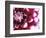 Dahlia Flower with Petals Radiating Outward, Sammamish, Washington, USA-Darrell Gulin-Framed Photographic Print