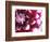 Dahlia Flower with Petals Radiating Outward, Sammamish, Washington, USA-Darrell Gulin-Framed Photographic Print