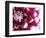 Dahlia Flower with Petals Radiating Outward, Sammamish, Washington, USA-Darrell Gulin-Framed Photographic Print