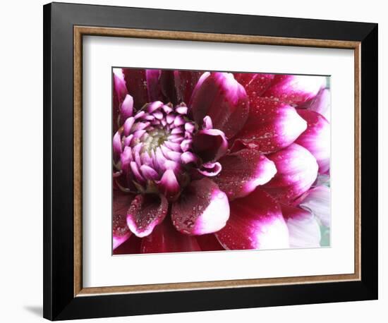 Dahlia Flower with Petals Radiating Outward, Sammamish, Washington, USA-Darrell Gulin-Framed Photographic Print