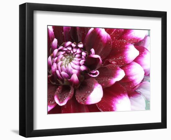 Dahlia Flower with Petals Radiating Outward, Sammamish, Washington, USA-Darrell Gulin-Framed Photographic Print