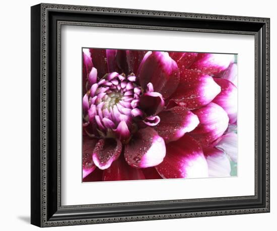 Dahlia Flower with Petals Radiating Outward, Sammamish, Washington, USA-Darrell Gulin-Framed Photographic Print