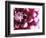 Dahlia Flower with Petals Radiating Outward, Sammamish, Washington, USA-Darrell Gulin-Framed Photographic Print