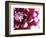 Dahlia Flower with Petals Radiating Outward, Sammamish, Washington, USA-Darrell Gulin-Framed Photographic Print