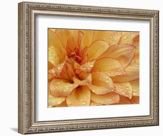 Dahlia Flower with Petals Radiating Outward, Sammamish, Washington, USA-Darrell Gulin-Framed Photographic Print