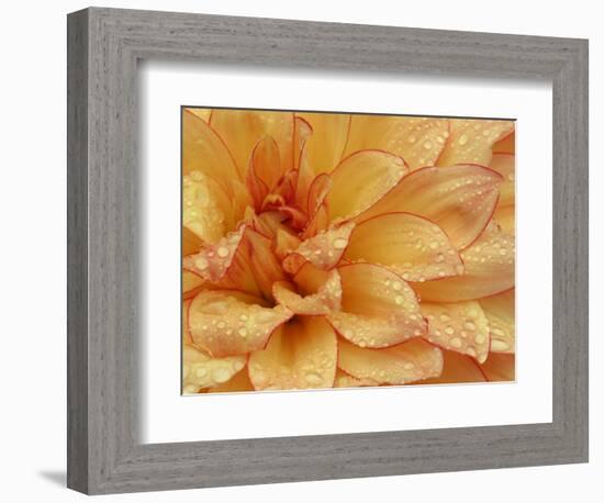 Dahlia Flower with Petals Radiating Outward, Sammamish, Washington, USA-Darrell Gulin-Framed Photographic Print