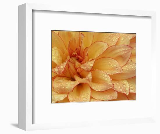 Dahlia Flower with Petals Radiating Outward, Sammamish, Washington, USA-Darrell Gulin-Framed Photographic Print