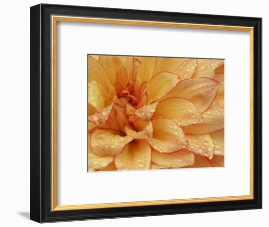 Dahlia Flower with Petals Radiating Outward, Sammamish, Washington, USA-Darrell Gulin-Framed Photographic Print