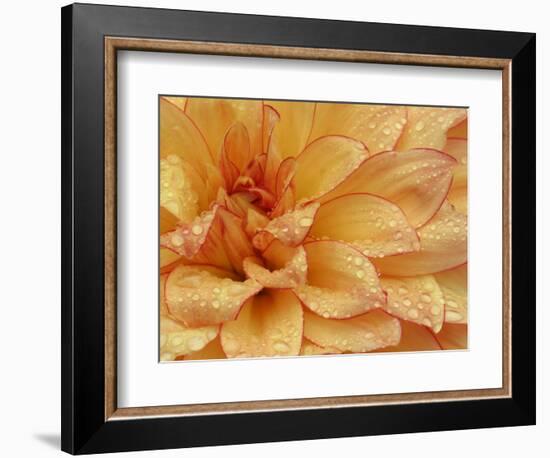 Dahlia Flower with Petals Radiating Outward, Sammamish, Washington, USA-Darrell Gulin-Framed Photographic Print