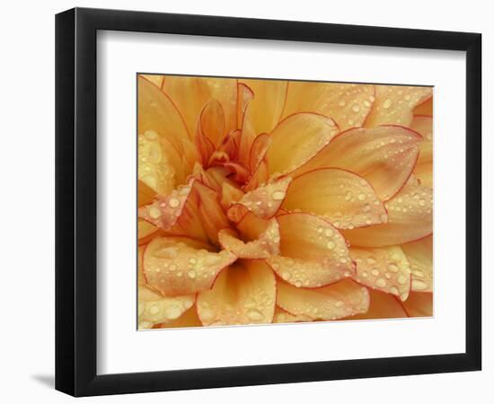 Dahlia Flower with Petals Radiating Outward, Sammamish, Washington, USA-Darrell Gulin-Framed Photographic Print