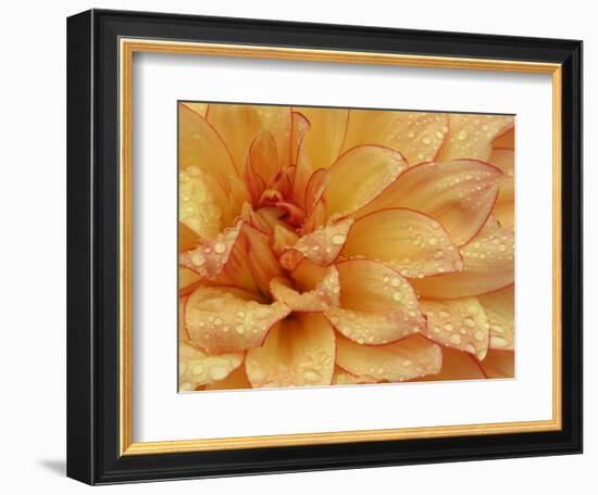 Dahlia Flower with Petals Radiating Outward, Sammamish, Washington, USA-Darrell Gulin-Framed Photographic Print