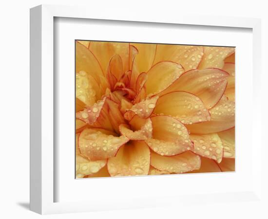 Dahlia Flower with Petals Radiating Outward, Sammamish, Washington, USA-Darrell Gulin-Framed Premium Photographic Print