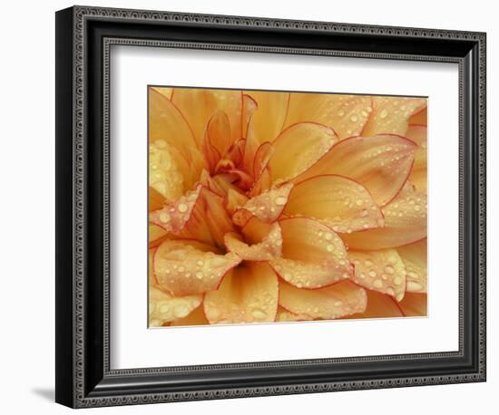 Dahlia Flower with Petals Radiating Outward, Sammamish, Washington, USA-Darrell Gulin-Framed Premium Photographic Print