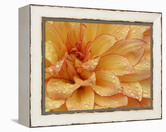 Dahlia Flower with Petals Radiating Outward, Sammamish, Washington, USA-Darrell Gulin-Framed Premier Image Canvas