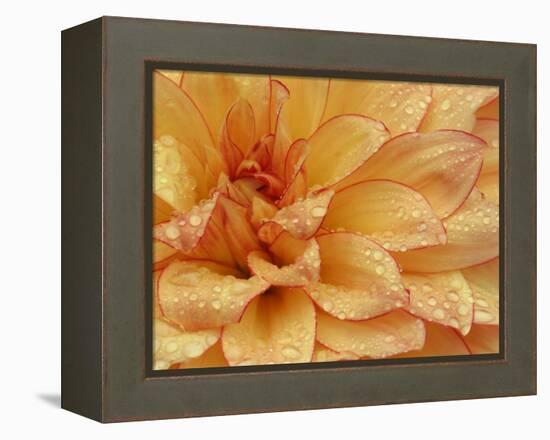 Dahlia Flower with Petals Radiating Outward, Sammamish, Washington, USA-Darrell Gulin-Framed Premier Image Canvas