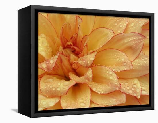 Dahlia Flower with Petals Radiating Outward, Sammamish, Washington, USA-Darrell Gulin-Framed Premier Image Canvas