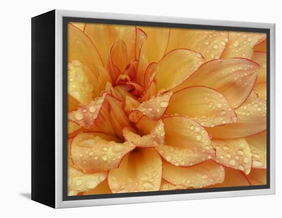 Dahlia Flower with Petals Radiating Outward, Sammamish, Washington, USA-Darrell Gulin-Framed Premier Image Canvas