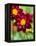 Dahlia Flower-Clive Nichols-Framed Premier Image Canvas