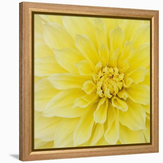 Dahlia Flower-Kaj Svensson-Framed Premier Image Canvas