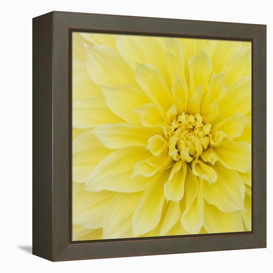 Dahlia Flower-Kaj Svensson-Framed Premier Image Canvas