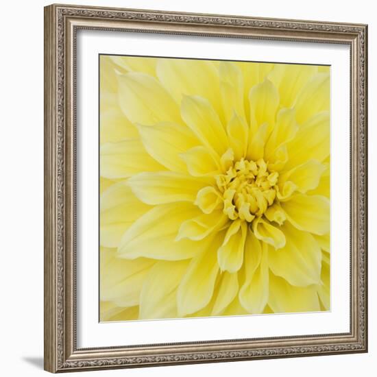Dahlia Flower-Kaj Svensson-Framed Premium Photographic Print