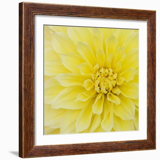 Dahlia Flower-Kaj Svensson-Framed Premium Photographic Print