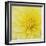 Dahlia Flower-Kaj Svensson-Framed Premium Photographic Print