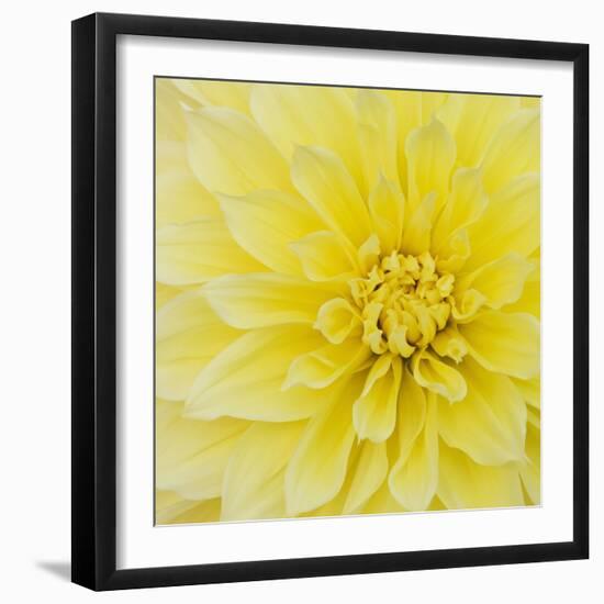 Dahlia Flower-Kaj Svensson-Framed Premium Photographic Print