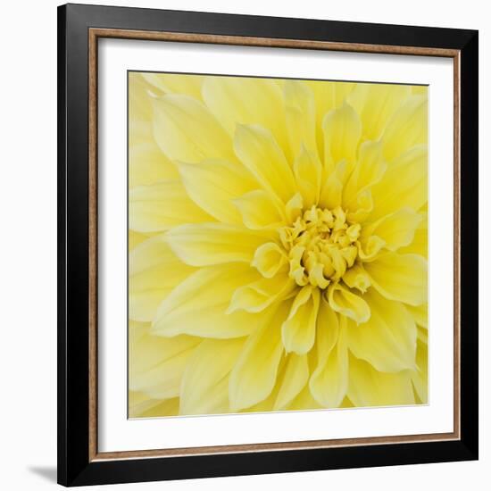 Dahlia Flower-Kaj Svensson-Framed Premium Photographic Print