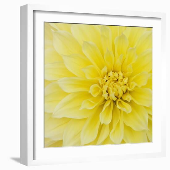 Dahlia Flower-Kaj Svensson-Framed Premium Photographic Print