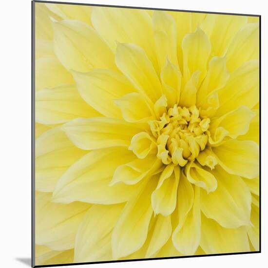 Dahlia Flower-Kaj Svensson-Mounted Premium Photographic Print