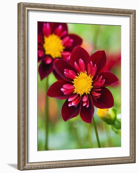 Dahlia Flower-Clive Nichols-Framed Photographic Print