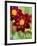 Dahlia Flower-Clive Nichols-Framed Photographic Print