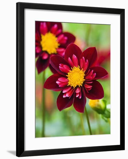 Dahlia Flower-Clive Nichols-Framed Photographic Print