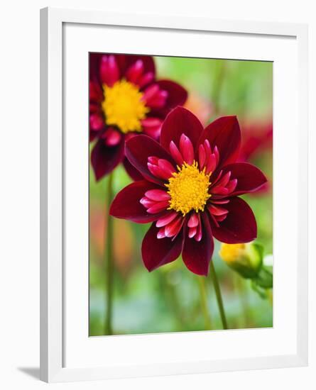 Dahlia Flower-Clive Nichols-Framed Photographic Print