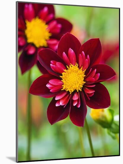 Dahlia Flower-Clive Nichols-Mounted Photographic Print